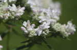 Narrowleaf mountainmint